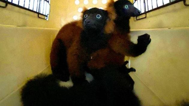 Red-ruffed lemur twins, born in February, are seen in a carrier at the Singapore Zoo. (REUTERS) Red-ruffed lemur twins, born in February, are seen in a carrier at the Singapore Zoo. (REUTERS)