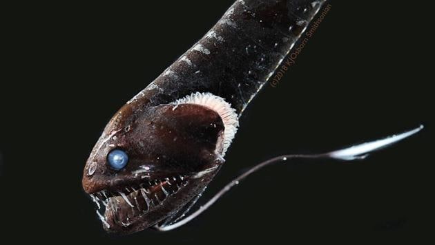 The image shows an ultra-black Pacific blackdragon (Idiacanthus antrostomus). (REUTERS/ Karen Osborn, Smithsonian National Museum of Natural History) The image shows an ultra-black Pacific blackdragon (Idiacanthus antrostomus). (REUTERS/ Karen Osborn, Smithsonian National Museum of Natural History)