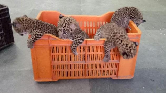 45-day-old cubs have been relocated to Gorewada rescue centre in Nagpur.(Maharashtra forest department) 45-day-old cubs have been relocated to Gorewada rescue centre in Nagpur.(Maharashtra forest department)