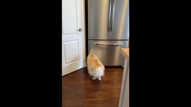The image shows a doggo standing with its face to the fridge. (Reddit/@l1ttle_m0nst3r) The image shows a doggo standing with its face to the fridge. (Reddit/@l1ttle_m0nst3r)