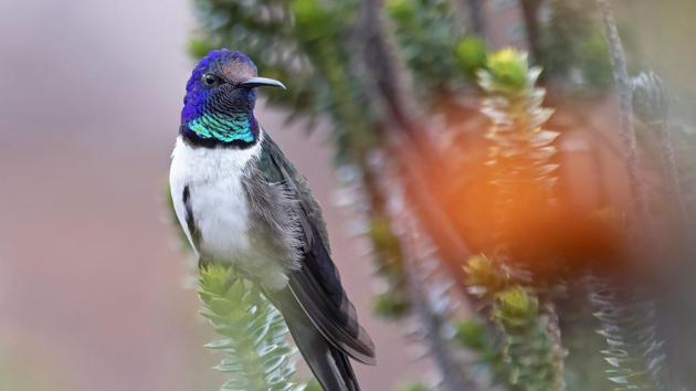 This 2018 photo provided by Paolo David Escobar shows a male Hillstar hummingbird perched on a Chuquiraga jussieui flower in Ecuador. (AP) This 2018 photo provided by Paolo David Escobar shows a male Hillstar hummingbird perched on a Chuquiraga jussieui flower in Ecuador. (AP)