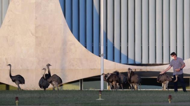 Brazil's President Jair Bolsonaro who is also infected with COVID-19, feeds a rhea outside his residence Alvorada Palace in Brasilia on July 17. According to the AP, experts blame the virus’ spread on denial of its potential by President Bolsonaro and a lack of national coordination combined with scattershot responses by city and state governments, with some reopening earlier than health experts recommended. (Eraldo Peres / AP)