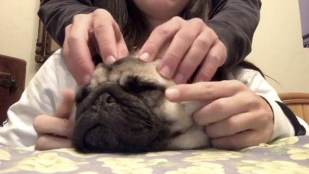 The image shows Hugo, the puggo, getting a massage. (Instagram/@hugo_the_pugo) The image shows Hugo, the puggo, getting a massage. (Instagram/@hugo_the_pugo)