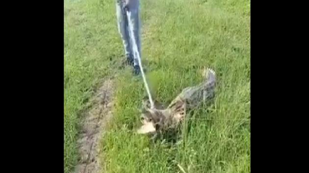 The image shows the crocodile being rescued.(ANI)