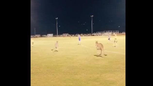 The 8-second-long clip shows two kangaroos hopping around the field while dodging the players.(Instagram)