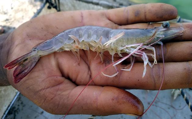 Shrimp चिरान्ट