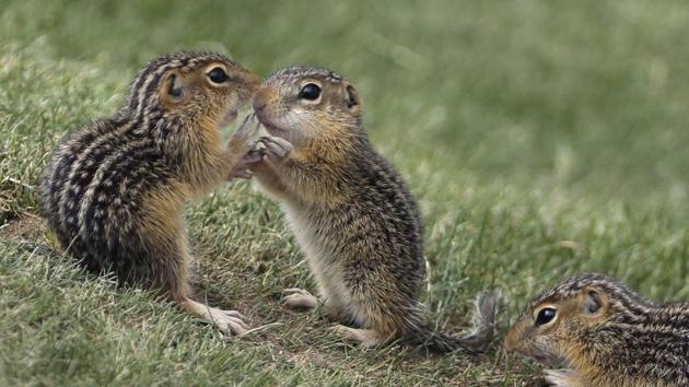 There has been a spike in New England's chipmunk population during the summer of 2020.(AP)