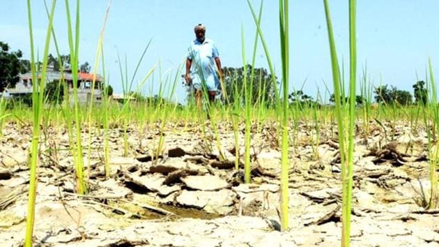 A drought had affected over 7 lakh farmers in 55 blocks across seven districts in Jharkhand in 2019.(Representative image/HT PHOTO)