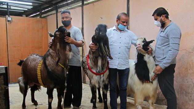 Goat's brought from Rajastan (L), Punjab (M) and Kashmir (R) for Bakri Eid in Pune, India, on Saturday, July 18, 2020.(Ravindra Joshi/HT PHOTO) Goat's brought from Rajastan (L), Punjab (M) and Kashmir (R) for Bakri Eid in Pune, India, on Saturday, July 18, 2020.(Ravindra Joshi/HT PHOTO)