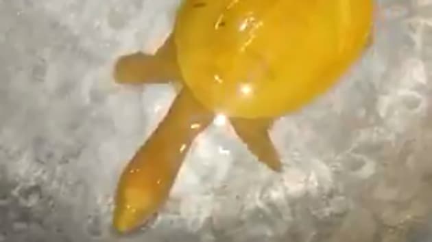 “This is a rare turtle, I have never seen one like this,” B Acharya, wildlife warden, said, according to ANI.(Screengrab. @susantananda3/Twitter)