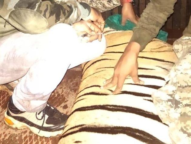 A three-year-old male tiger (NT-1) was tranquilised and captured by the forest department. (HT Photo) A three-year-old male tiger (NT-1) was tranquilised and captured by the forest department. (HT Photo)