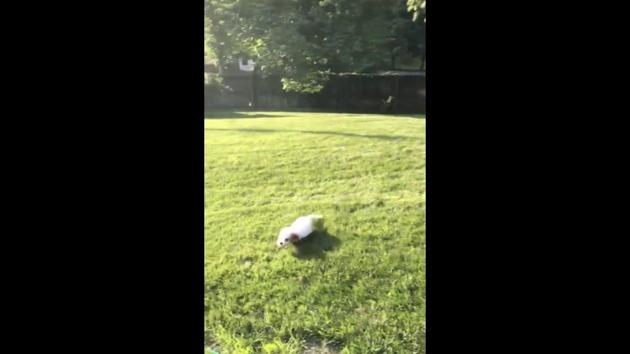 The image shows a pupper named Rufus zoomeing around the backyard. (Reddit/@libbylazzelle) The image shows a pupper named Rufus zoomeing around the backyard. (Reddit/@libbylazzelle)