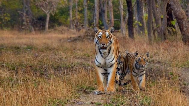 The area is part of a tiger corridor identified by the Wildlife Institute of India (WII), Dehradun. (WII Dehradun) The area is part of a tiger corridor identified by the Wildlife Institute of India (WII), Dehradun. (WII Dehradun)