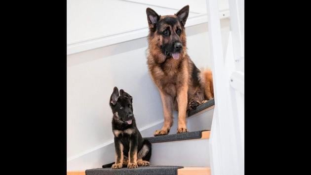 The image shows Enzo with his sister Lilo.(Instagram/enzo.swe) The image shows Enzo with his sister Lilo.(Instagram/enzo.swe)