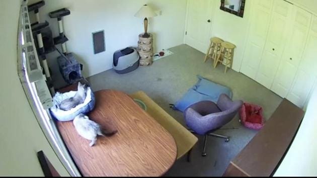 The image shows two cats. (Reddit/@TreeOfSocks) The image shows two cats. (Reddit/@TreeOfSocks)