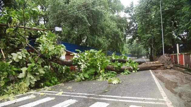 A tree uprooted during a heavy spell of rain, at Shri Krishna Science Centre, in Patna, Bihar.