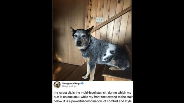 The image shows a tweet from the Thoughts of Dogs Twitter account along with a rare doggo sit.(Twitter)