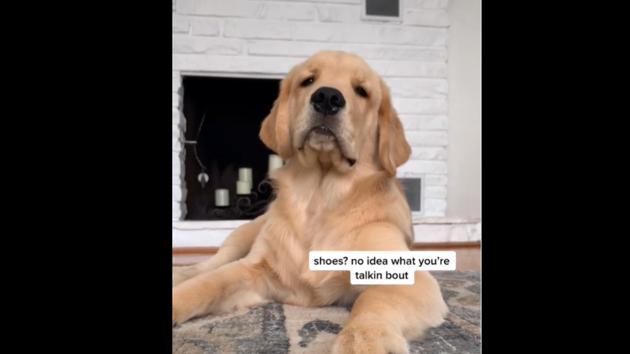 The puppy is in for some serious questioning from his pet mom.(Instagram/@golden_boy_boone)