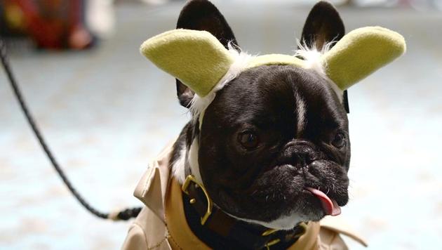 Rupert the French Bulldog attends day 2 of Comic-Con International on Friday, July 22, 2016, in San Diego.(Powers Imagery/Invision/AP File Photo) Rupert the French Bulldog attends day 2 of Comic-Con International on Friday, July 22, 2016, in San Diego.(Powers Imagery/Invision/AP File Photo)
