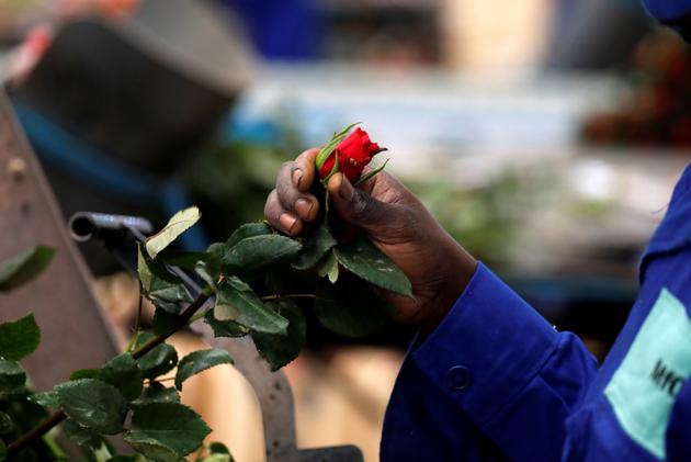A worker sorts roses on the packing line while wearing protective equipment to help fight against the spread of the coronavirus disease (COVID-19)at the Maridadi flower farm in Naivasha, Kenya, July 20, 2020. (REUTERS) A worker sorts roses on the packing line while wearing protective equipment to help fight against the spread of the coronavirus disease (COVID-19)at the Maridadi flower farm in Naivasha, Kenya, July 20, 2020. (REUTERS)
