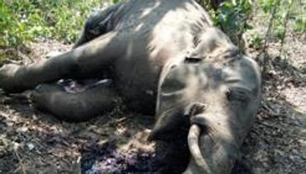 A 15-year-old tusker was found dead on a small patch of land near a house at Ramjhora tea estate of Alipurduar district in West Bengal on the morning of July 21, 2020.(HT File / Photo used for representational purpose) A 15-year-old tusker was found dead on a small patch of land near a house at Ramjhora tea estate of Alipurduar district in West Bengal on the morning of July 21, 2020.(HT File / Photo used for representational purpose)