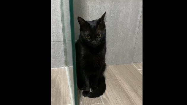 Toothless sitting in the shower with an innocent expression on her face. (Instagram/@toothless.soh) Toothless sitting in the shower with an innocent expression on her face. (Instagram/@toothless.soh)