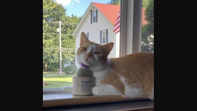 The image shows a cat named Mingus. (Reddit/@mristre) The image shows a cat named Mingus. (Reddit/@mristre)