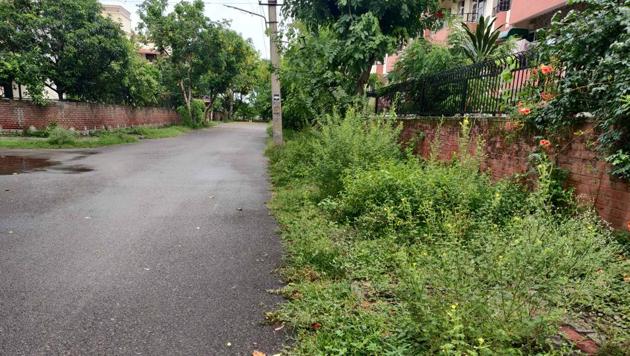Footpaths covered with weed and wild grass on a road in Sector 48, Chandigarh.(HT PHOTO) Footpaths covered with weed and wild grass on a road in Sector 48, Chandigarh.(HT PHOTO)