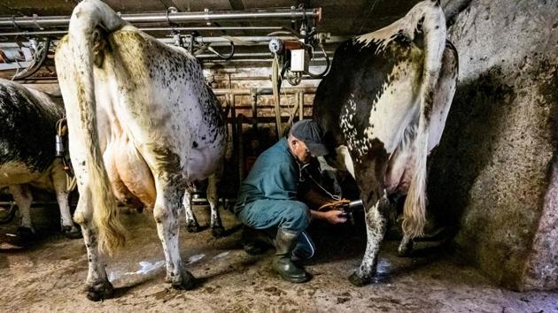 Farmer Claude Vaxelaire milks a Vosgienne breed cow in a milking stall at the cheese dairy in Saulxures-sur-Moselotte on July 17. Vaxelaires’ dairy saw a major drop in sales as a result of the lockdown, which forced them to keep away the unsold cheese in their cellar. (Jean Christophe Verhaegen / AFP) Farmer Claude Vaxelaire milks a Vosgienne breed cow in a milking stall at the cheese dairy in Saulxures-sur-Moselotte on July 17. Vaxelaires’ dairy saw a major drop in sales as a result of the lockdown, which forced them to keep away the unsold cheese in their cellar. (Jean Christophe Verhaegen / AFP)