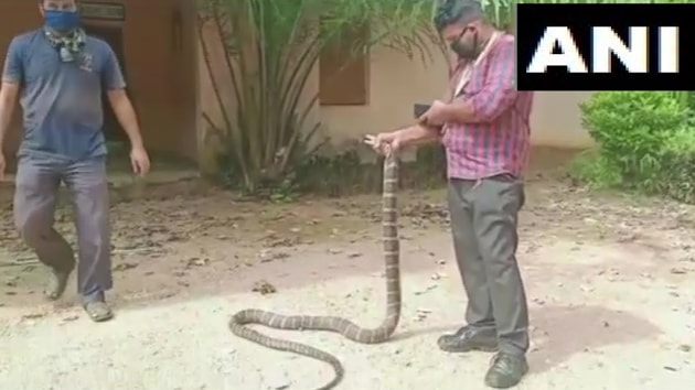 The image shows a rescuer holding the king cobra.(Twitter/ANI)
