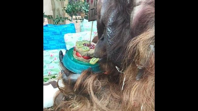 The image shows the orangutan named Tiga eating his birthday cake.(Instagram/colchester_zoo) The image shows the orangutan named Tiga eating his birthday cake.(Instagram/colchester_zoo)