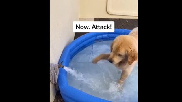 Champ plays in his new pool. (Instagram/@champgoldenpup) Champ plays in his new pool. (Instagram/@champgoldenpup)