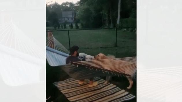 The image shows the doggos gathered around the hammock. (Instagram/goldenarloandcheech) The image shows the doggos gathered around the hammock. (Instagram/goldenarloandcheech)