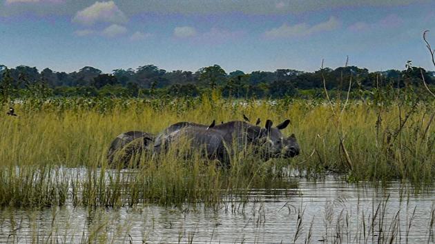 One-horned rhinos wade through a flood affected area of Kaziranga National Park on July 21. The deluge has so far killed 120 animals, while 147 others were rescued in Kaziranga National Park, an official bulletin said quoting the forest officer of the Eastern Assam Wildlife Division. (PTI)