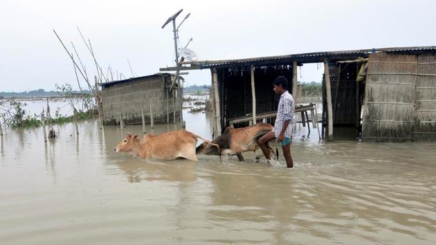 A man shifts his cattle from the flood water to safer place at Puthimari village in Darrang on July 21. Chittaranjan Namosudra, a flood victim told ANI that Miragaon, Rangmola and Dagaon villages have been completely washed away by floodwaters. “There is nothing left of our village. Our land, our belongings, our houses, everything has been taken away by the river,” he said. (ANI)