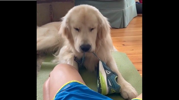 Meet this delightful doggo. (Instagram/@hinckleyparks) Meet this delightful doggo. (Instagram/@hinckleyparks)