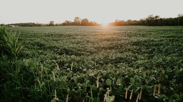 It’s the result of years of rising global temperatures, which are thawing the permafrost and turning the land into fertile soil. (Representational Image)(Unsplash) It’s the result of years of rising global temperatures, which are thawing the permafrost and turning the land into fertile soil. (Representational Image)(Unsplash)