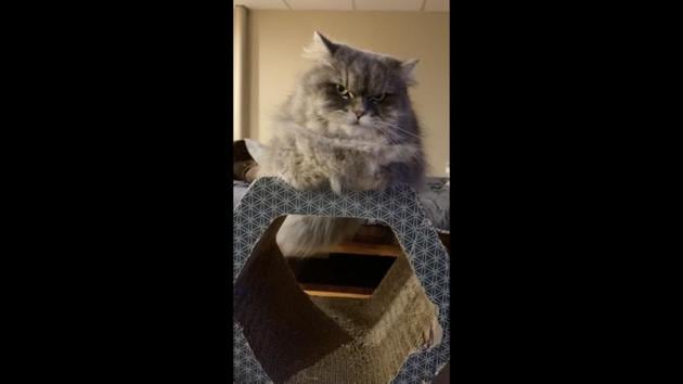 The image shows a cat sitting atop a hexagonal piece of furniture. (Reddit/@Sn0w_23) The image shows a cat sitting atop a hexagonal piece of furniture. (Reddit/@Sn0w_23)