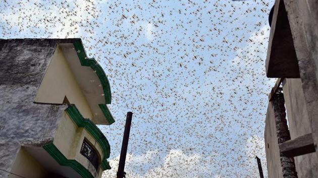 A swarm of locusts seen around Aliganj and Vikas nagar areas in Lucknow, Uttar Pradesh on July 12, 2020.(Deepak Gupta/HT Photo)