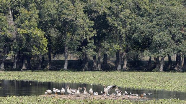 According to the forest department, unlike Okhla Bird Sanctuary —where there is a ticketing system — Surajpur wetland was never officially opened to the public.(Sunil Ghosh/HT file photo)