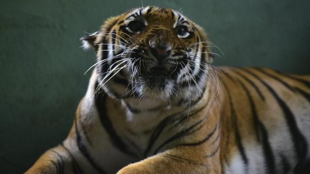 Six year old tigress Karishma, who was brought to the Veermata Jijabai Bhosale Udyan (Byculla zoo) in February this year, in her enclosure on July 23. “Our zoo comes under the large entertainment park category, and no relaxations have been issued for that category by the state or civic body. It will be safer for captive animals and our 35 staff members who have been residing within the zoo premises since March,” said Sanjay Tripathi, zoo director, to HT. (Anshuman Poyrekar / HT Photo)
