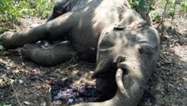 The carcass of the tusker was recovered from Jhiliberna village under Tapkara forest range on Friday morning. / HT Pic(Representative Image) The carcass of the tusker was recovered from Jhiliberna village under Tapkara forest range on Friday morning. / HT Pic(Representative Image)