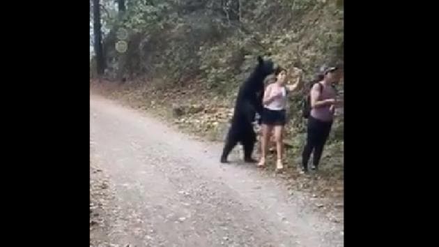 An online petition at Change.org has gotten over 135,000 signatures against relocating the bear outside the park or to a zoo. (Twitter) An online petition at Change.org has gotten over 135,000 signatures against relocating the bear outside the park or to a zoo. (Twitter)