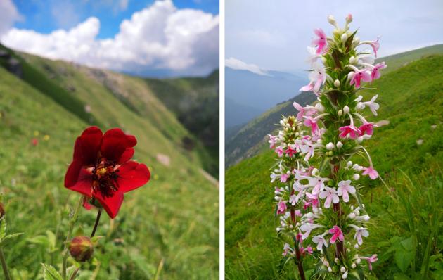 A Himalayan Scarlet cinquefoil and Himalayan whorlflower at the Jalori pass, Kullu. (PHOTOS: DEEPAK ATHEIST) A Himalayan Scarlet cinquefoil and Himalayan whorlflower at the Jalori pass, Kullu. (PHOTOS: DEEPAK ATHEIST)