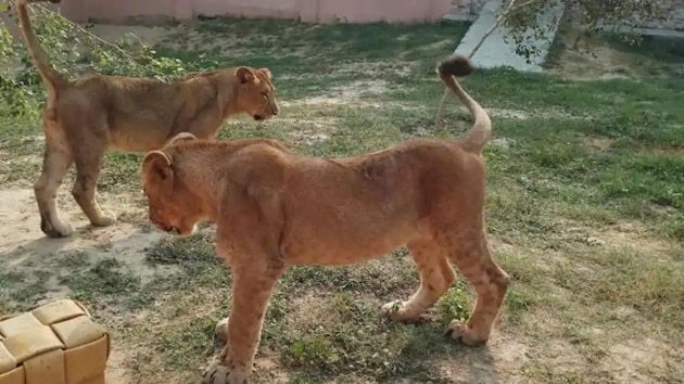 Lion cubs at the Etawah Lion Safari in Uttar Pradesh.(HT FILE PHOTO)