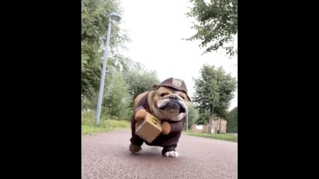 The image shows a doggo named Rosie dressed as a delivery person.(Instagram/@kingmajesty_and_princessrose) The image shows a doggo named Rosie dressed as a delivery person.(Instagram/@kingmajesty_and_princessrose)