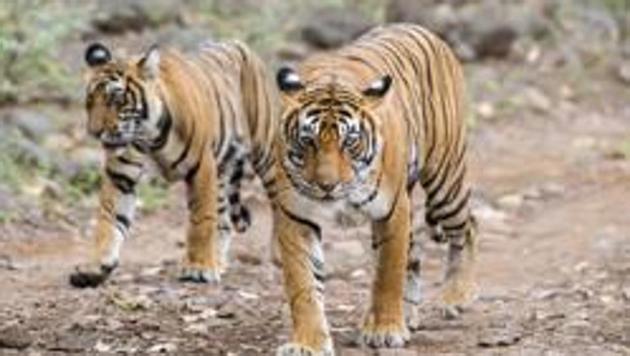 The tigress had injury marks on its neck and was likely to have died due to infighting with another tigress or tiger, officials had said.(Getty Images) The tigress had injury marks on its neck and was likely to have died due to infighting with another tigress or tiger, officials had said.(Getty Images)