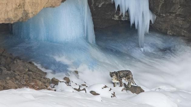The project will be on the lines of the global project named ‘Population Assessment of World’s Snow leopards (PAWS)’ carried out by 12 countries where the highly rare animal is found. (Photo: Achintya Singh) The project will be on the lines of the global project named ‘Population Assessment of World’s Snow leopards (PAWS)’ carried out by 12 countries where the highly rare animal is found. (Photo: Achintya Singh)