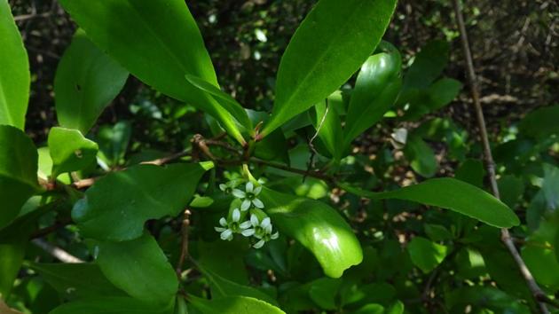 Lumnitzera racemosa(Dr. Suchandra Dutta)