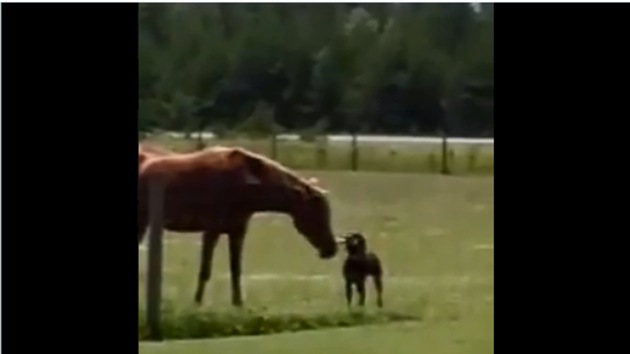 The image shows the dog and the horse.(Screengrab)